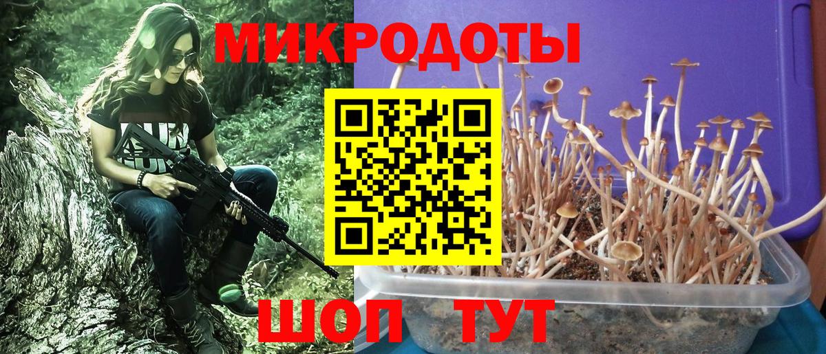 Псилоцибиновые грибы Psilocybe Воркута